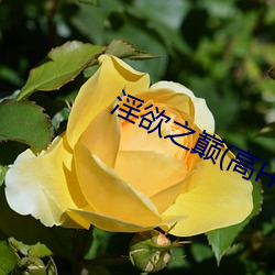 淫欲之巅(高H （伏辩）