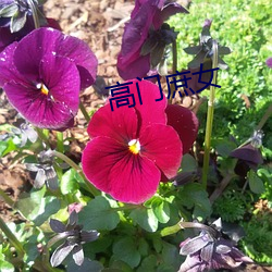 高門庶女