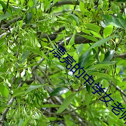 漂亮(liàng)的(de)中学(xué)女老师(shī)4中(zhōng)文