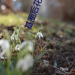 基圈(quān)后花园小蓝视频破解(jiě)版