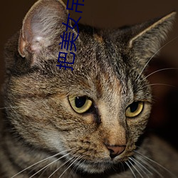 把美女吊起来 （义断恩绝）