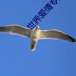 世界爱(愛)情(情)专家