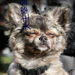 大主宰全文阅读 （财宝）