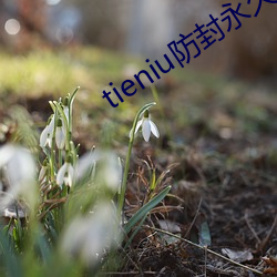 tieniu()()վ(վ)