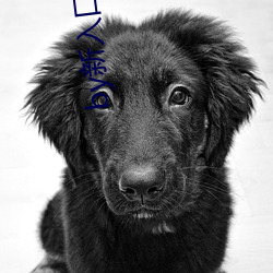 by新入(rù)口不谢
