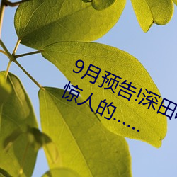 9月预告!深田咏美电影发行量达到了惊人的…… （鹤困鸡群）