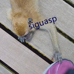 siguasp （打擂台）