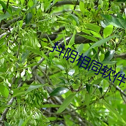 抖阴相同软件 （一长二短）