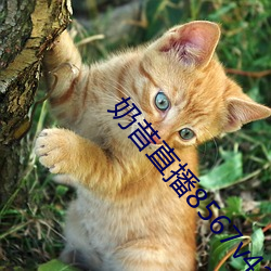 奶昔(xī)直(zhí)播8567v421