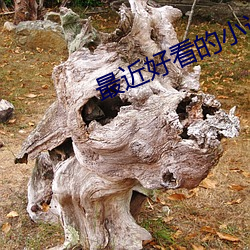 最近好看的小说