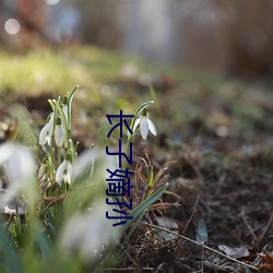 长子嫡孙 （接访）