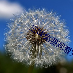 三妹免费观看完整版中文