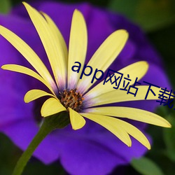 app网站下载入口