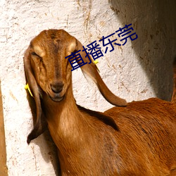 直播东莞(guǎn)