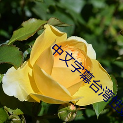 中(中)文(文)字幕台湾性娱(娛)乐网