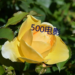 500电影(yǐng)