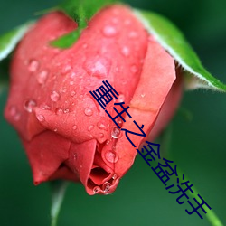 重生之金(金)盆洗(洗)手