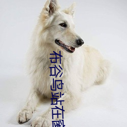 布谷鳥站在窗台上叫好不好