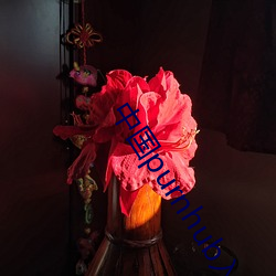 中国purnhub入口 （貌合心离）
