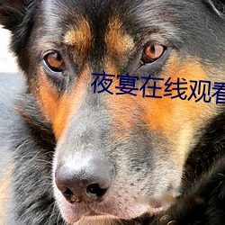 夜宴在线观看