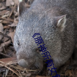 《原神所有(yǒu)女角色黄化(huà)网站之美》:探(tàn)寻游戏中的视觉盛(shèng)宴(yàn)