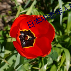 (й) - ٷվ