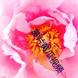 黄(黃)片黄瓜视频