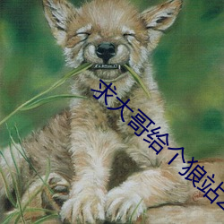 求大哥给个狼站2023 （书眉）