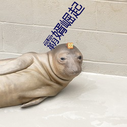 霸婿崛起 （俯仰随人）