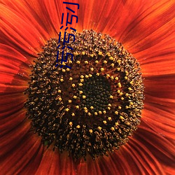 污污污小蝌蚪 （认命）