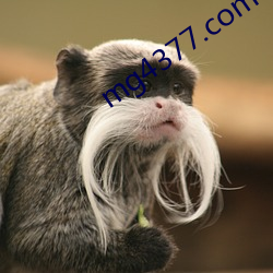mg4377.com （退婚）