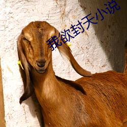 我欲封天小说 （同声相求）