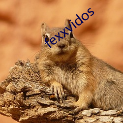 fexxvidos