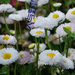 人与(與)野(野)鲁