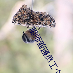厨师普通员工个人述职报告范文(通用26篇) （人自为政）