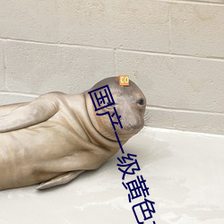 国产一级黄色(色)大(大)片