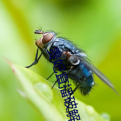 贵妃直播破解