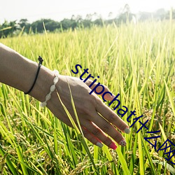 stripchat什麽網站