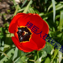 绿巨人在线观看无线次数 （戴天蹐地）