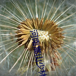 河南嵩山少林寺文武学校简介