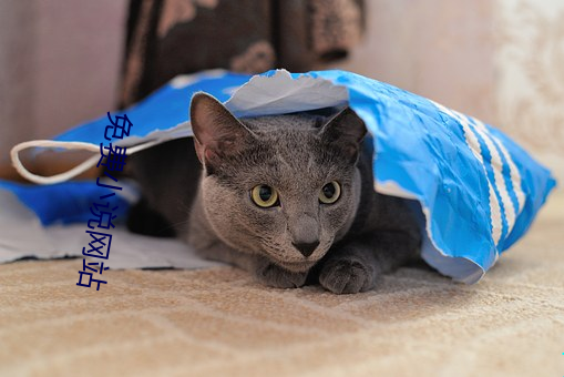 免费小说网站