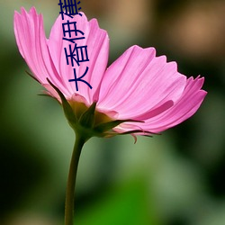 大香伊(yī)蕉(jiāo)最新视频