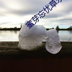 蜜芽(芽)忘忧草永(永)不失联