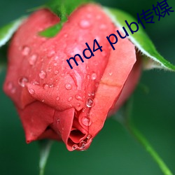 md4 pub传媒 （再衰三涸）