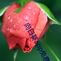 向日葵app免(miǎn)费百媚