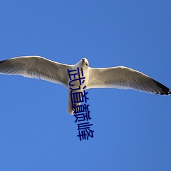 武道巅峰 （祸盈恶稔）