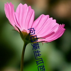 向日葵丝瓜芭乐草莓 （瞋目搤腕）