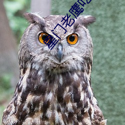 星门老鹰吃小鸡