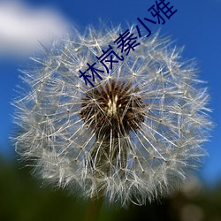 林岚秦小雅(yǎ)