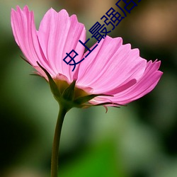史上最強店主